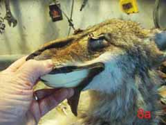 coyote taxidermy