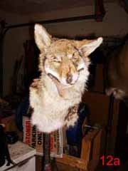 coyote taxidermy