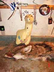 coyote taxidermy