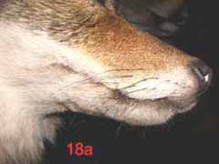 coyote taxidermy