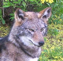 Brush Wolf Taxidermy