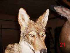 coyote taxidermy