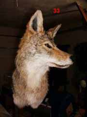 coyote taxidermy