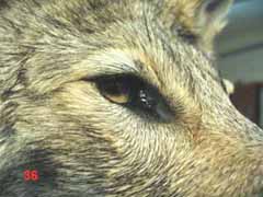 coyote taxidermy