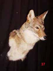 coyote taxidermy