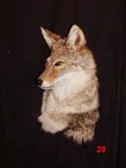 coyote taxidermy