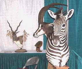 African safari taxidermy done at Gossett's Taxidermy.