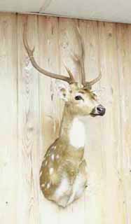 Axis deer taxidermy by Louisiana taxidermist Paul Eymard.