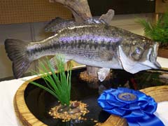 largemouth bass taxidermy by Ohio taxidermist Fritz Birkhimer