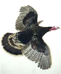 Wild Turkey Taxidermy by Texas taxidermist Steve Winn