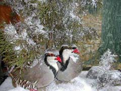 Chukar partridge taxidermy by NJ taxidermist Richard G. Santomauro