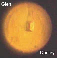 calcium oxalate