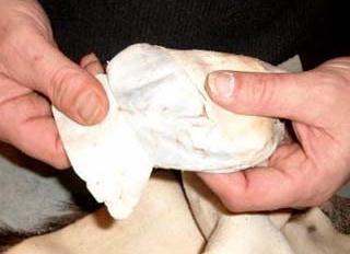 Removing ear cartilage from a whitetail deer cape.
