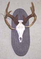 Bark Pattern Accent Panel for Skull or European Mount display