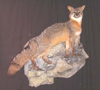 gray fox and taxidermy habitat shelf