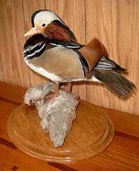 Mandarin Drake Taxidermy by West Virginia taxidermy studio hennings Wildlife Art