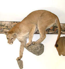 Mountain lion taxidermy by Ct. taxidermist Johnny Humphries.