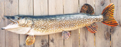 fish taxidermy by Minnesota taxidermist Mark Carlson