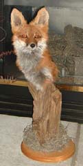 red fox taxidermy pedestal mount