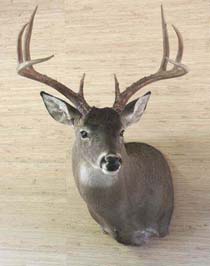 Texas_whitetail