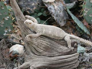 reptile_taxidermy/lizard