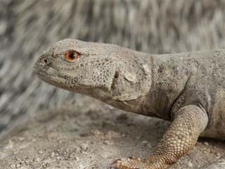 reptile_taxidermy/lizard