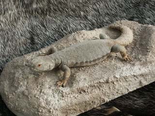 reptile_taxidermy/lizard