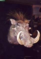 WART HOG TAXIDERMY by Kentucky taxidermist John Griffith