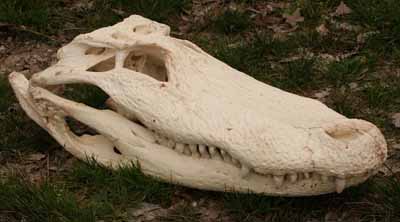 alligator skull