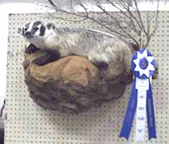 Badger taxidermy by Texas taxidermy studio Lost Pines Taxidermy.