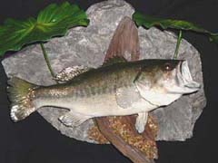 Largemouth bass taxidermy by NC taxidermist Eddie Johnson