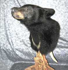 Black bear taxidermy by Ct. taxidermist Steve Hackett