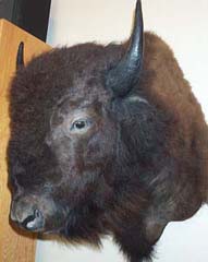 bison taxidermy by Texas taxidermist Wayne Smith