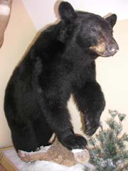 Black bear taxidermy Connecticut taxidermist Ryan Rhodes