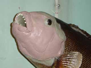Fish taxidermy head cast by Wisconsin fish taxidermist Aaron Stehling