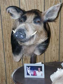 boar_taxidermy