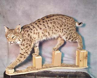 bobcat_mount