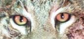 bobcat_eyes