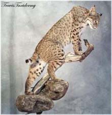 bobcat_mount