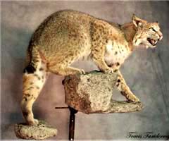 Bobcat taxidermy by bobcat specialist Kansas taxidermist Lonny Travis