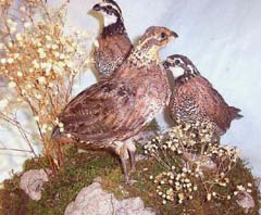 Bobwhite quail taxidermy by Texas taxidermist Dennis Lingnau