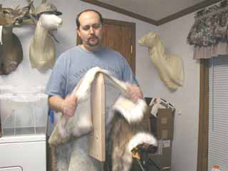 Michigan taxidermist Paul Thompson breaking a hide.