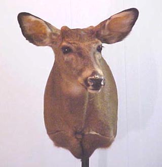 button buck mount on altered form