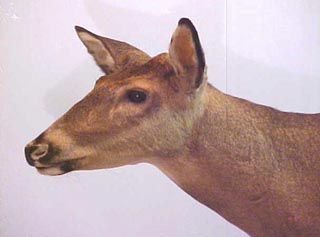 button buck taxidermy