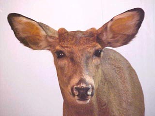 button buck mounted on altered doe form