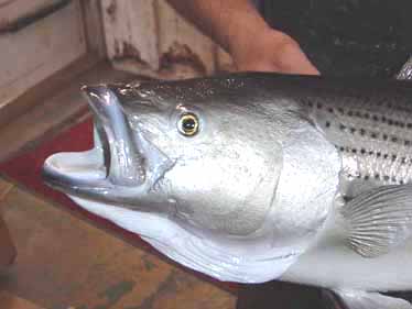 Cast and finished striper head by the crew atGreg Stehling & Son's Fish Taxidermy Studio.