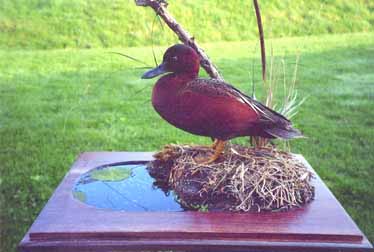 Cinnamon teal taxidermy by Logan, Ohio taxidermist Dane Bisel