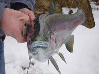 Fish taxidermy head cast by Wisconsin fish taxidermist Aaron Stehling