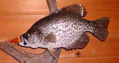Crappie taxidermy by Illinois taxidermist Ron Levin
