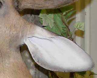whitetail deer taxidermy mount ear